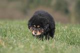 DOGUE DU TIBET 471